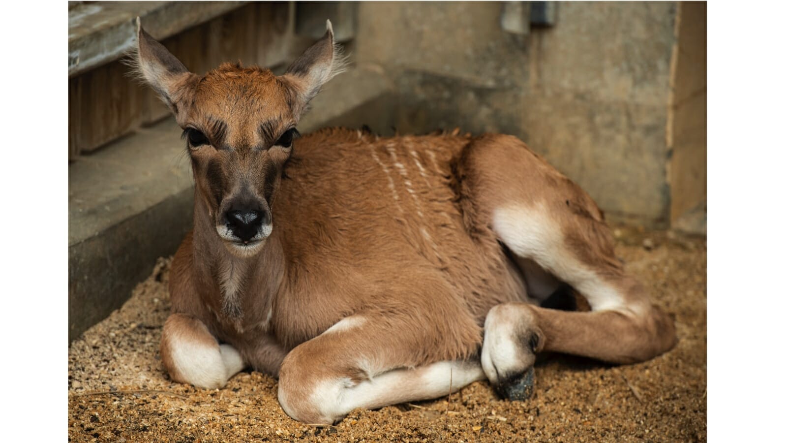 A New Baby Eland Arrives at Disney’s Animal Kingdom