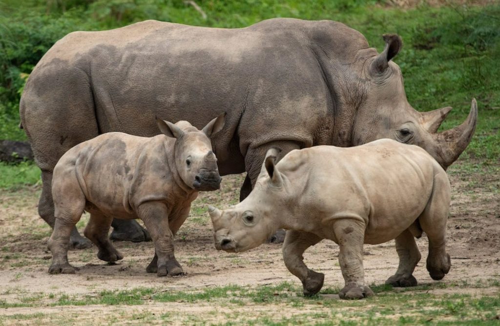 Logan, the new baby rhino at Disney's Animal Kingdom, meets his siblings and joins the "crash" at Kilimanjaro Safaris!